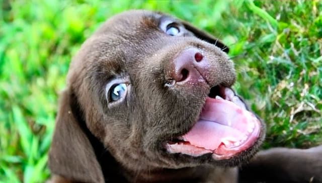 Labrador Retriever Puppies media 3
