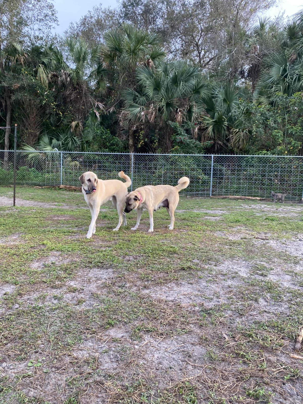 Anatolian Shepherd Dog Puppies breeder image 1