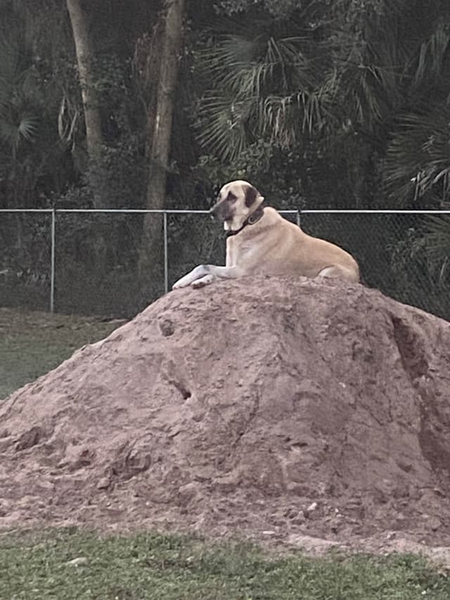 Anatolian Shepherd Dog Puppies media 2