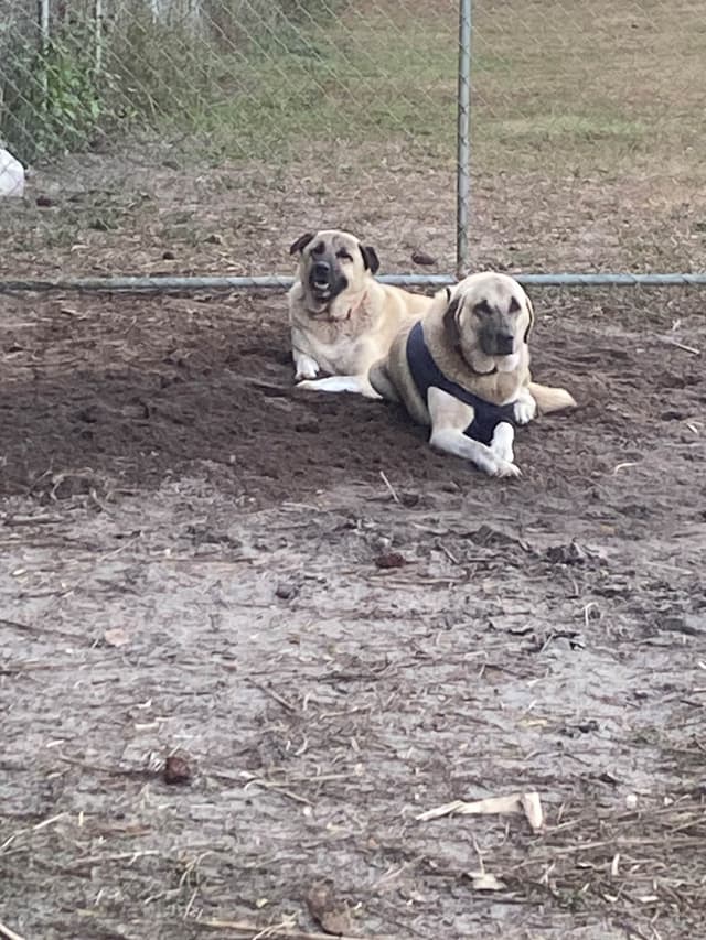 Anatolian Shepherd Dog Puppies media 3