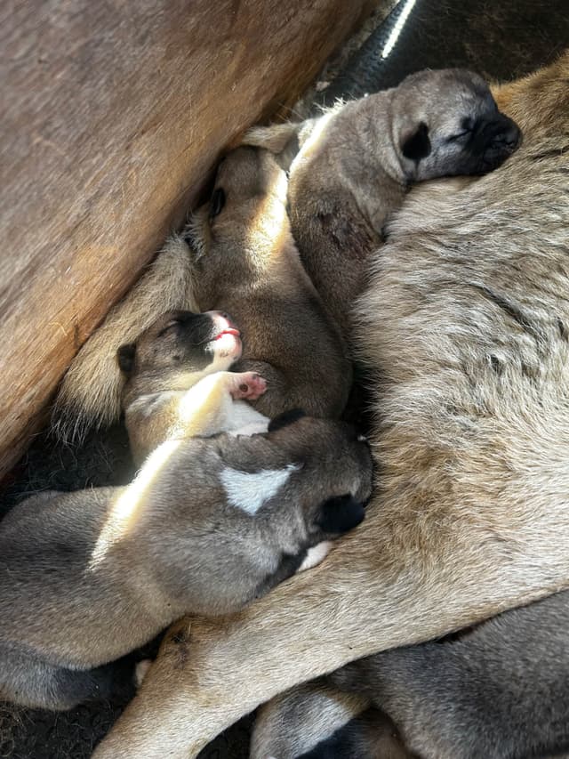 Anatolian Shepherd Dog Puppies media 4
