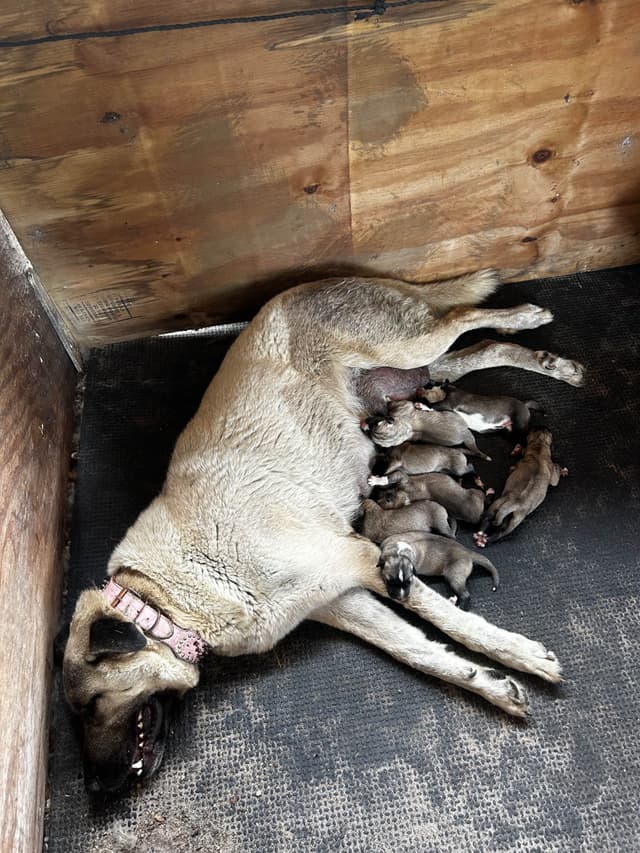 Anatolian Shepherd Dog Puppies media 5