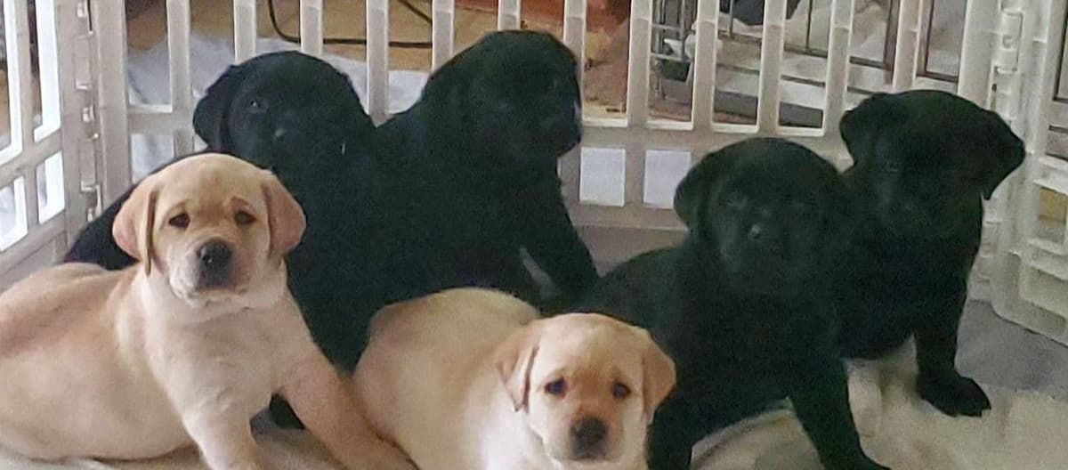 Labrador Retriever Puppies breeder image 1
