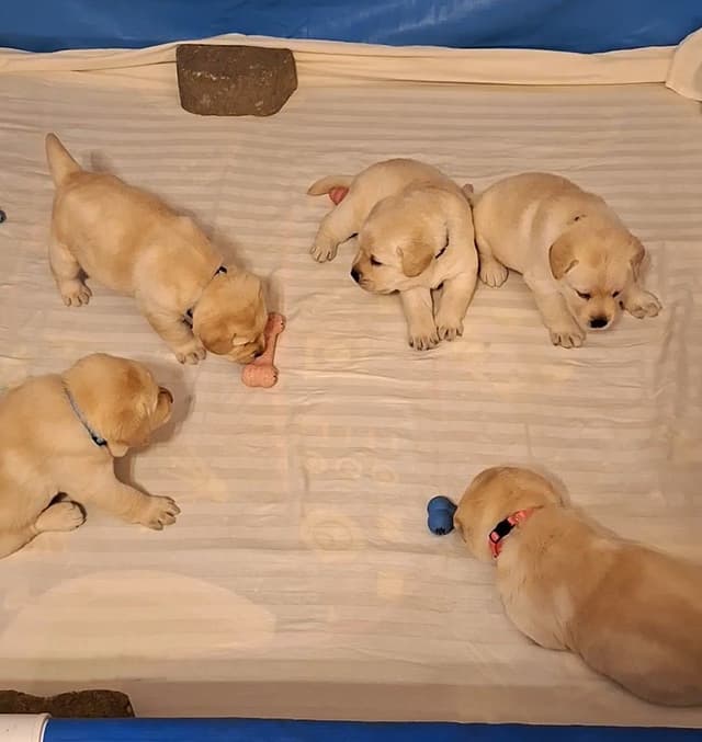 Labrador Retriever Puppies media 3