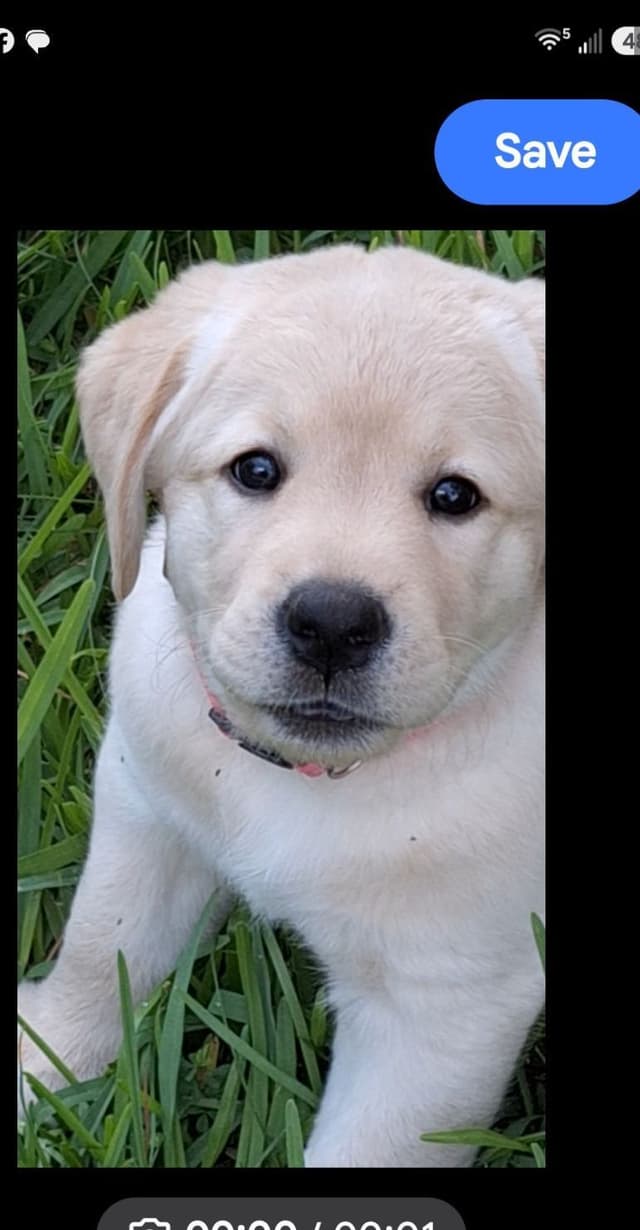 Labrador Retriever Puppies media 2