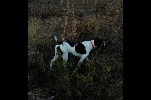 Wirehaired Pointing Griffon Puppies breeder image 1