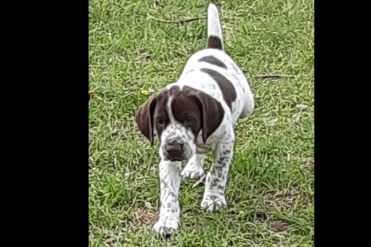 Wirehaired Pointing Griffon Puppies breeder image 4