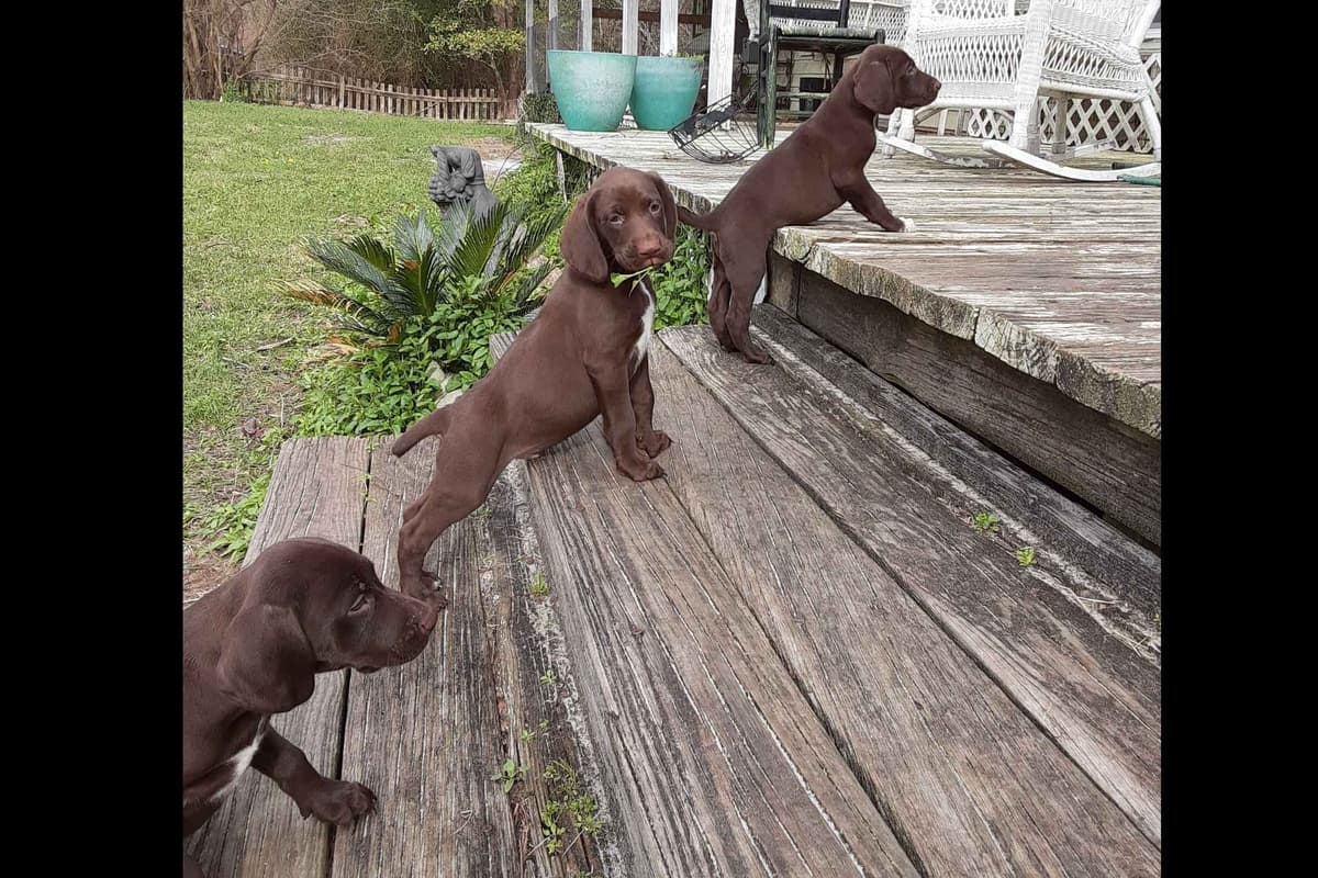 Wirehaired Pointing Griffon Puppies breeder image 6