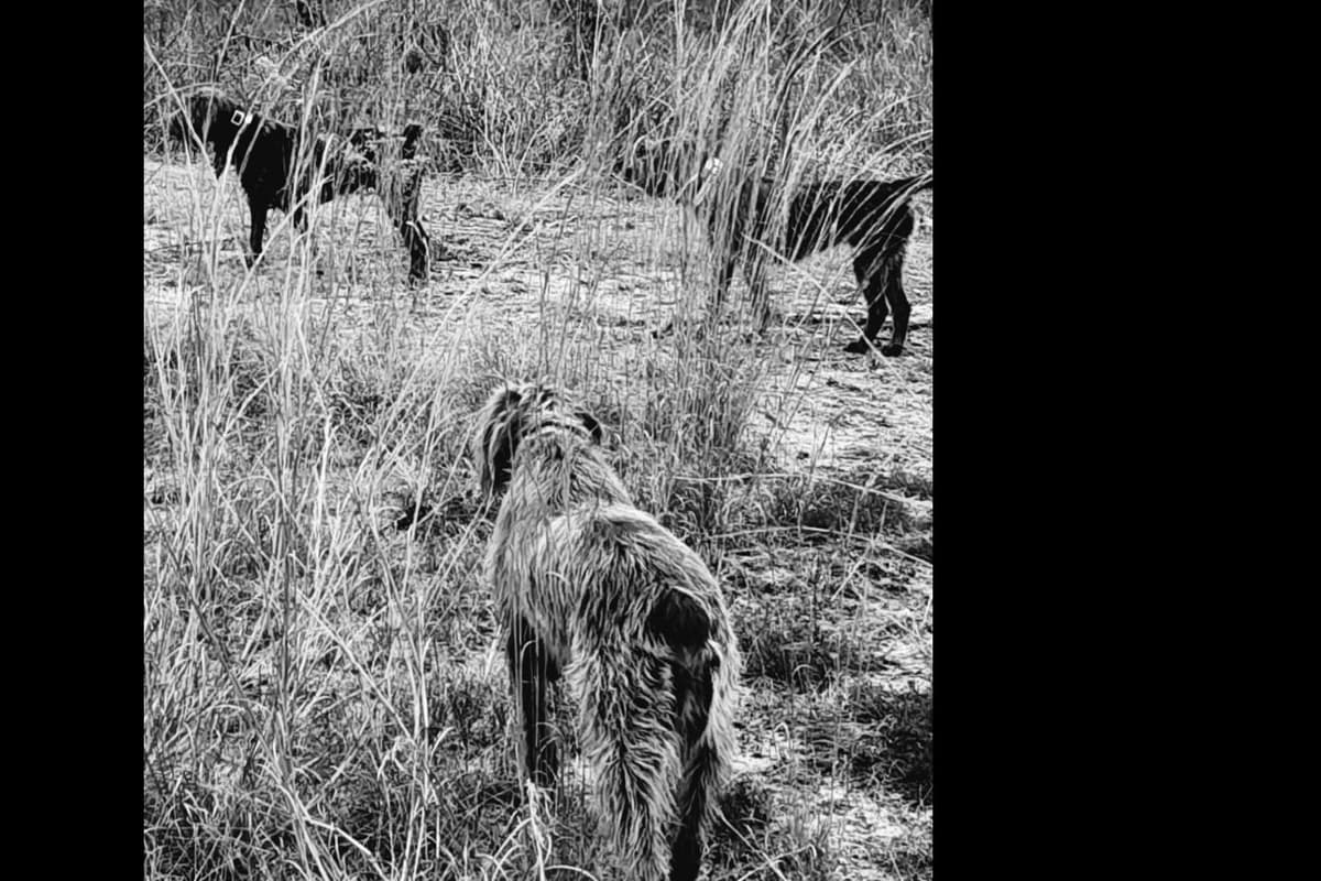 Wirehaired Pointing Griffon Puppies breeder image 7