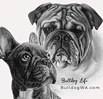 Bulldog Puppies breeder image 1
