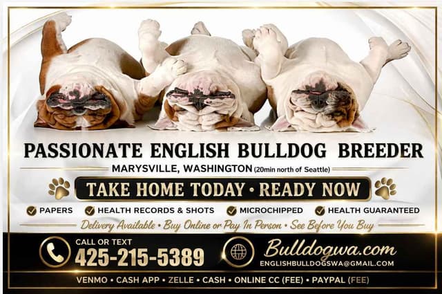 Bulldog Puppies media 2