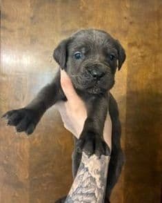 Cane Corso Puppies media 2