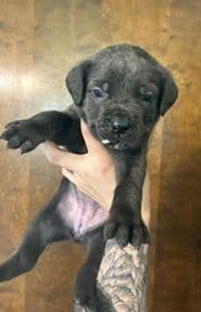 Cane Corso Puppies media 8