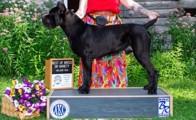 Cane Corso Puppies media 11