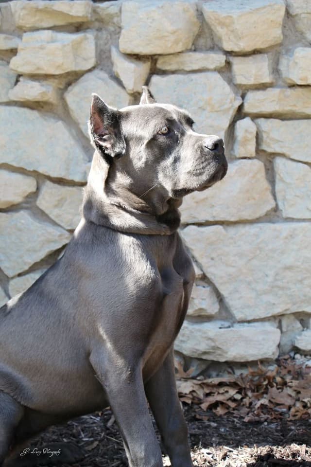 Cane Corso Puppies media 14