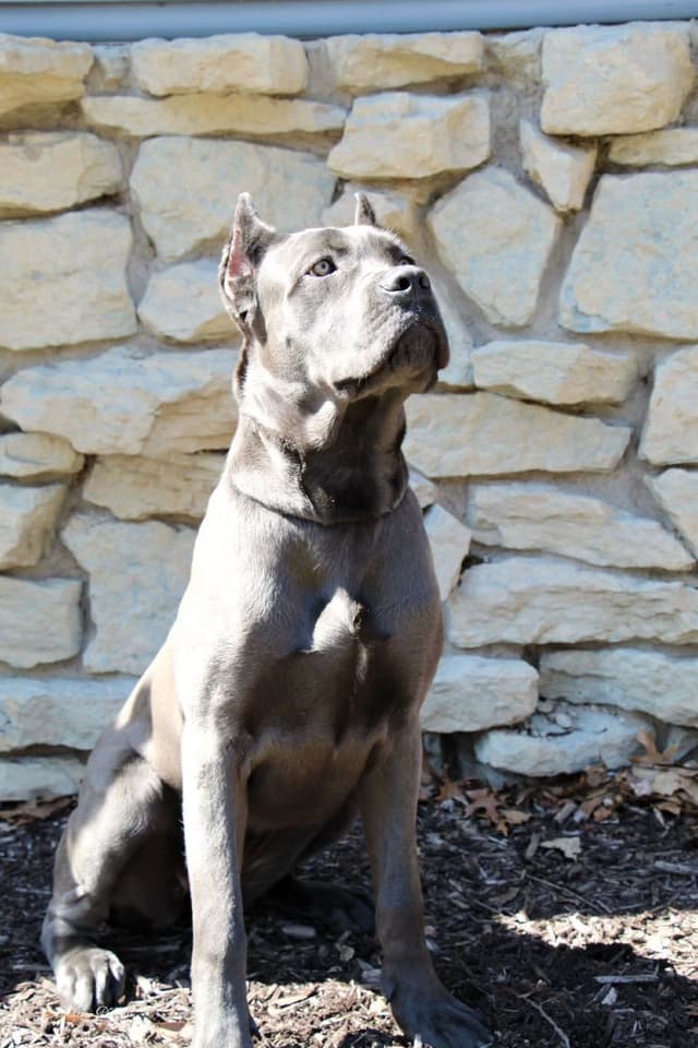 Cane Corso Puppies media 13