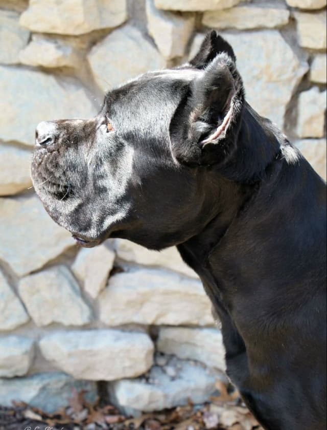 Cane Corso Puppies media 12