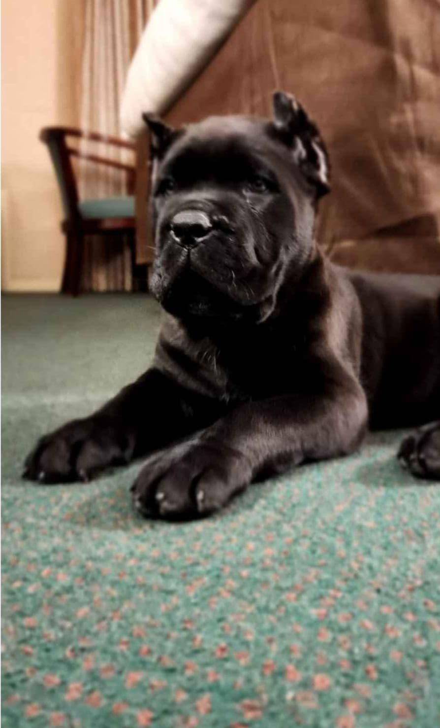 Cane Corso Puppies breeder image 1