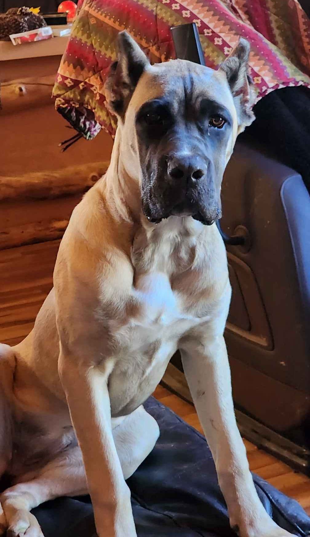 Cane Corso Puppies breeder image 3