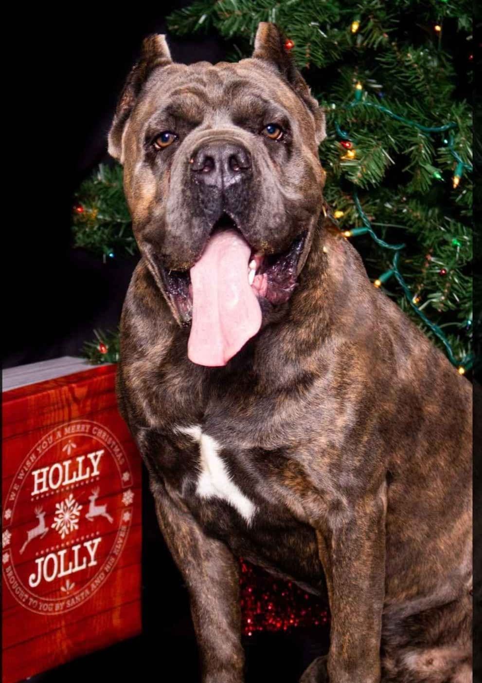 Cane Corso Puppies breeder image 4