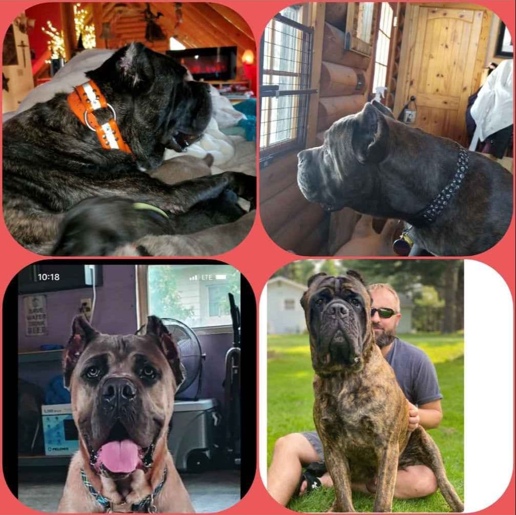 Cane Corso Puppies breeder image 6