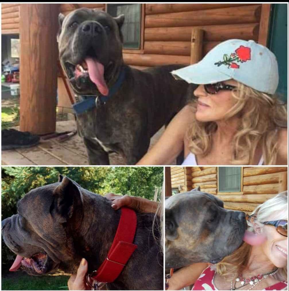 Cane Corso Puppies breeder image 8