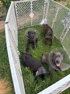 Cane Corso Puppies media 17