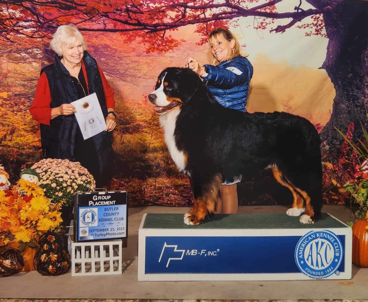 Bernese Mountain Dog Puppies breeder image 1