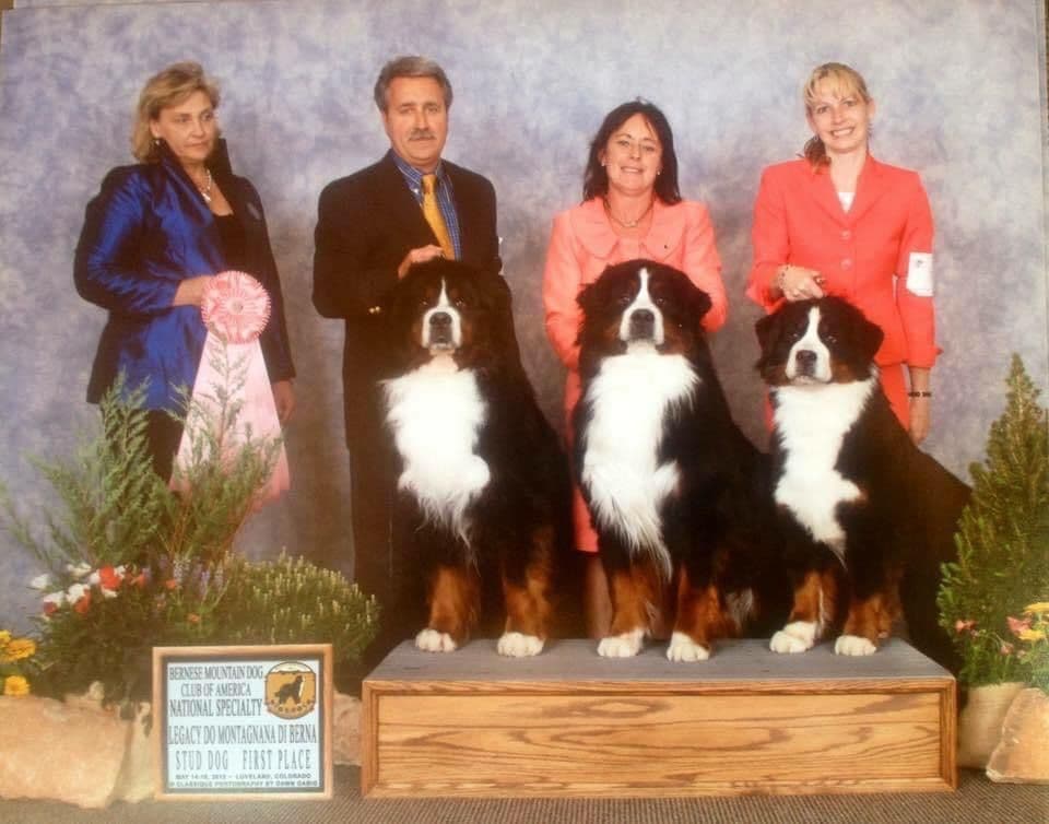 Bernese Mountain Dog Puppies breeder image 3