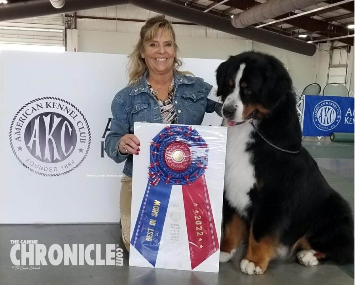 Bernese Mountain Dog Puppies breeder image 4