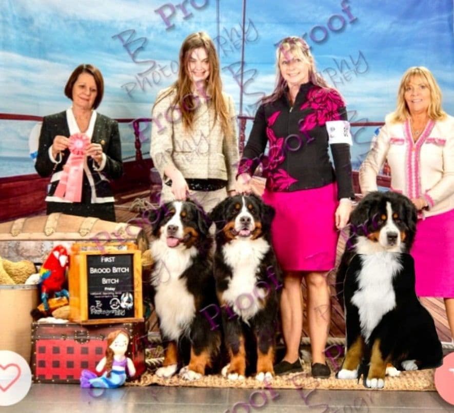 Bernese Mountain Dog Puppies breeder image 6