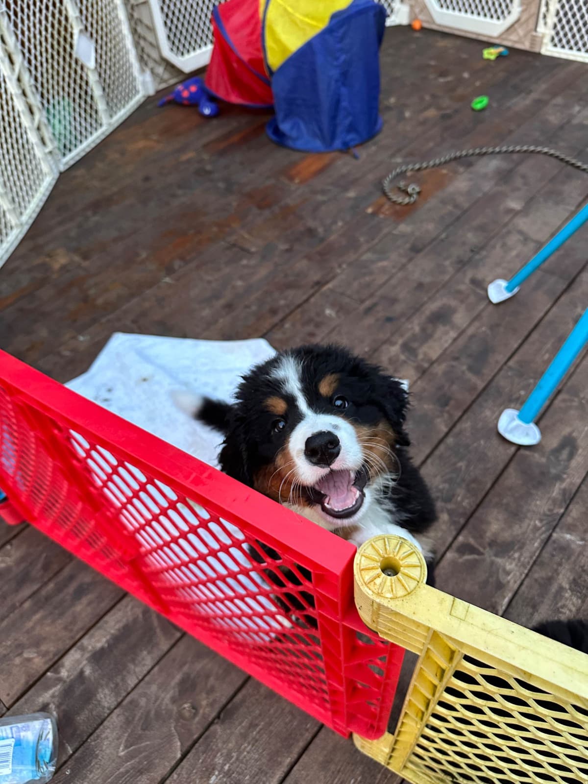 Bernese Mountain Dog Puppies breeder image 8