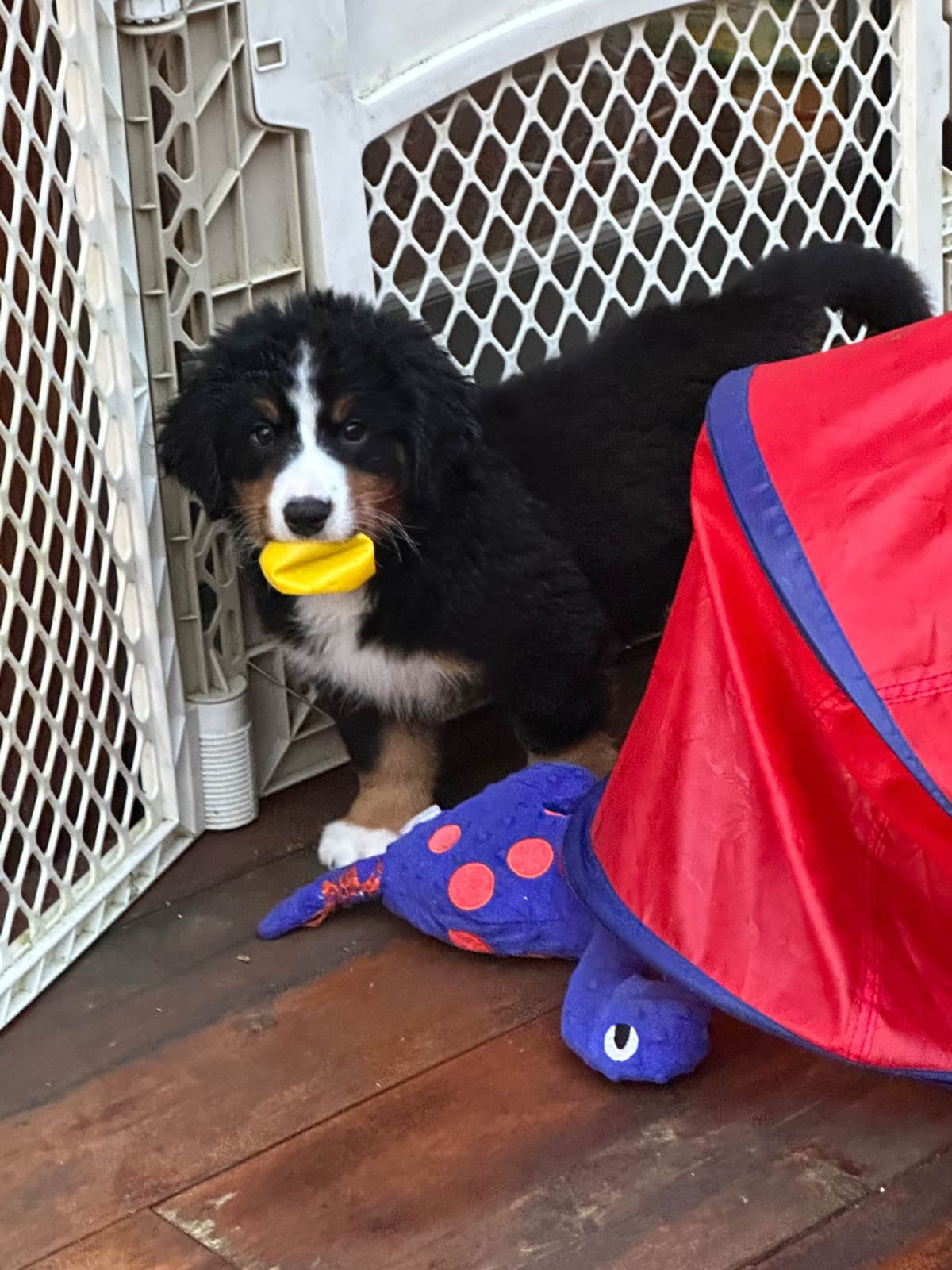 Bernese Mountain Dog Puppies breeder image 9