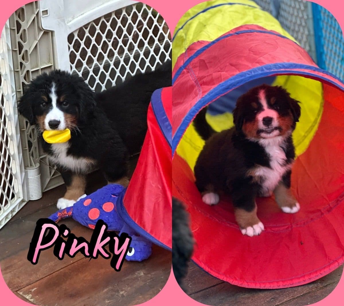 Bernese Mountain Dog Puppies breeder image 10