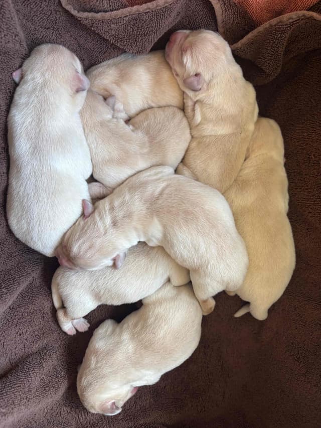 Labrador Retriever Puppies media 2