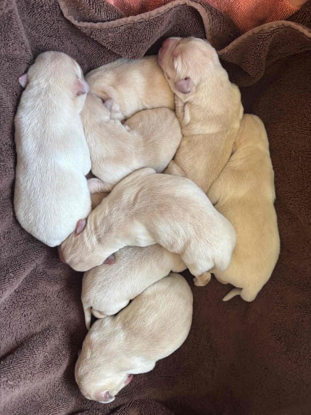 Labrador Retriever Puppies media 3