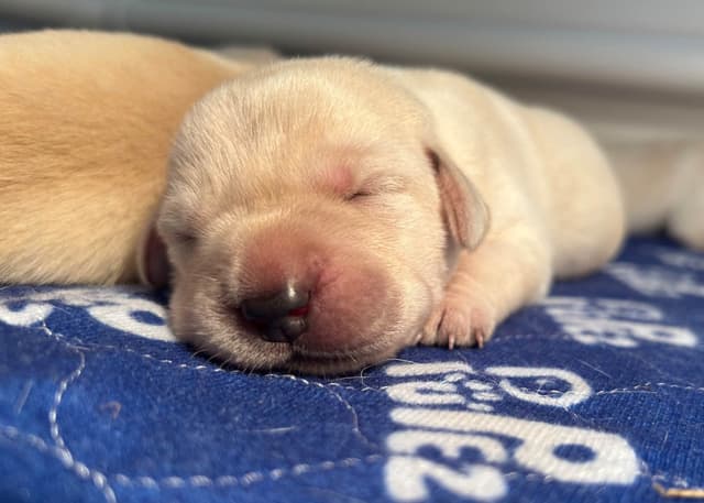 Labrador Retriever Puppies media 4