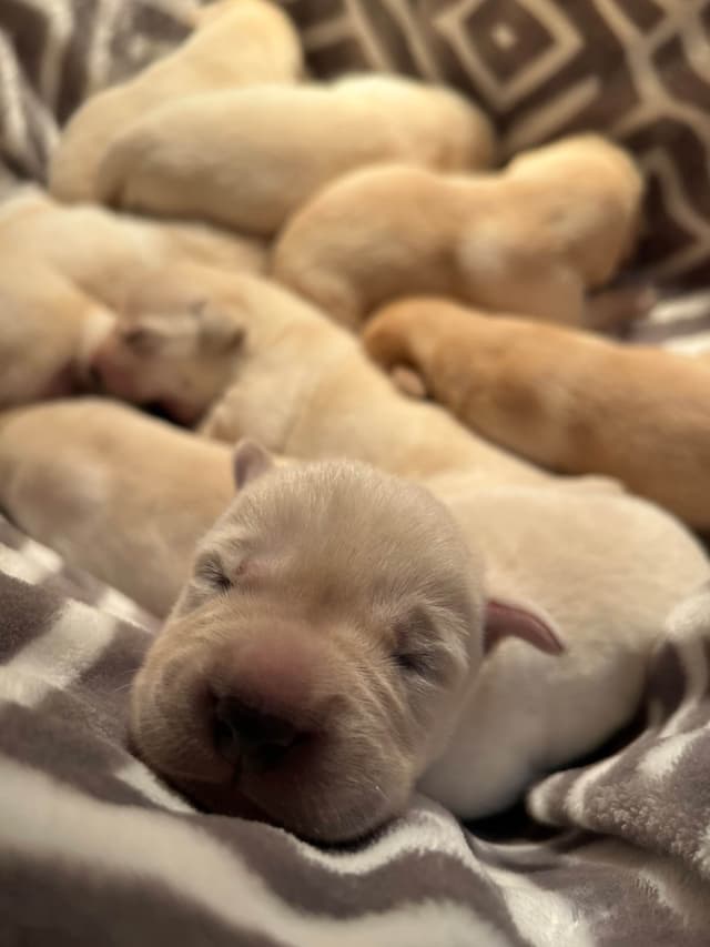 Labrador Retriever Puppies media 5
