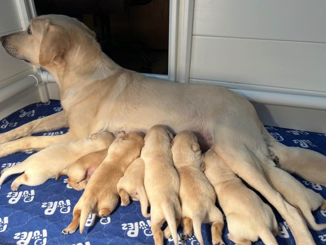 Labrador Retriever Puppies media 6