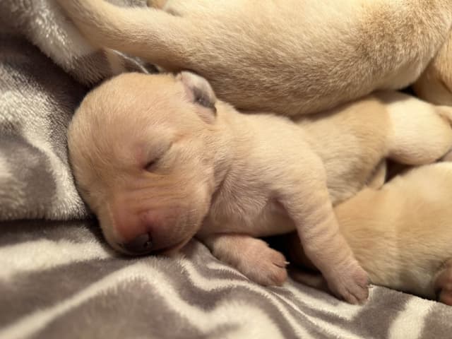 Labrador Retriever Puppies media 7