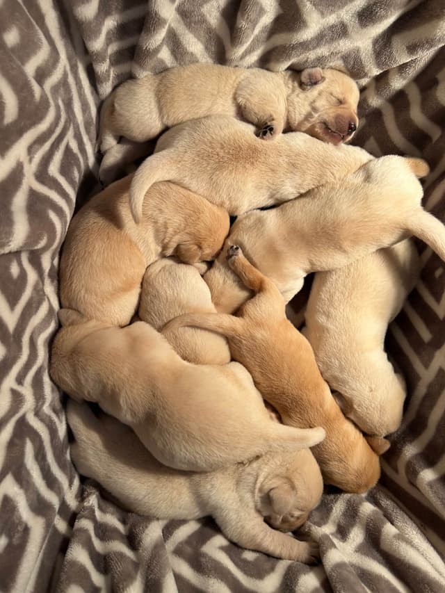Labrador Retriever Puppies media 8