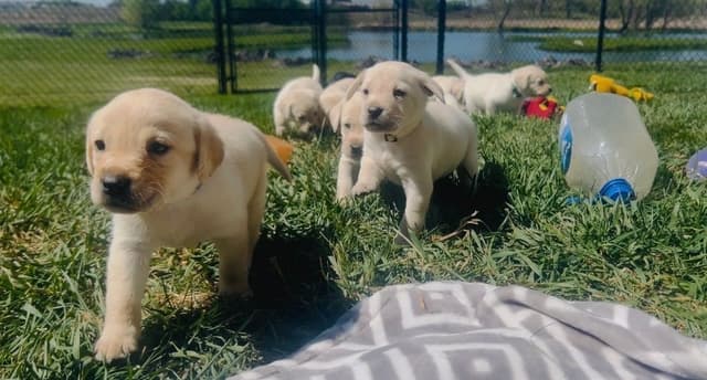 Labrador Retriever Puppies media 11