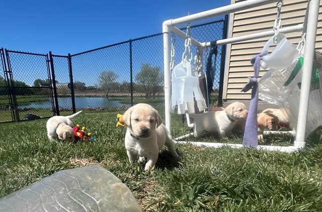 Labrador Retriever Puppies media 12