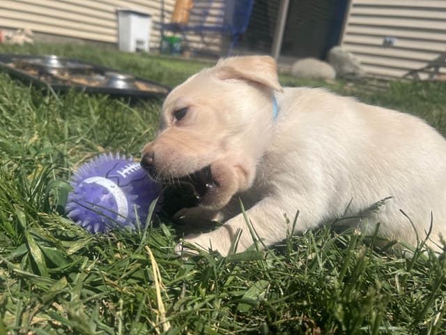 Labrador Retriever Puppies media 14