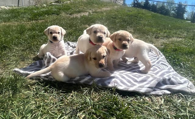 Labrador Retriever Puppies media 15