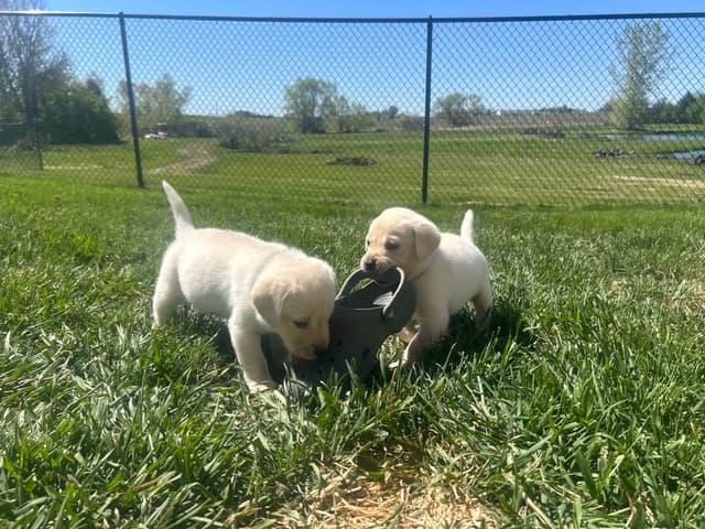 Labrador Retriever Puppies media 16