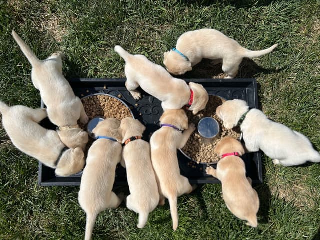 Labrador Retriever Puppies media 17