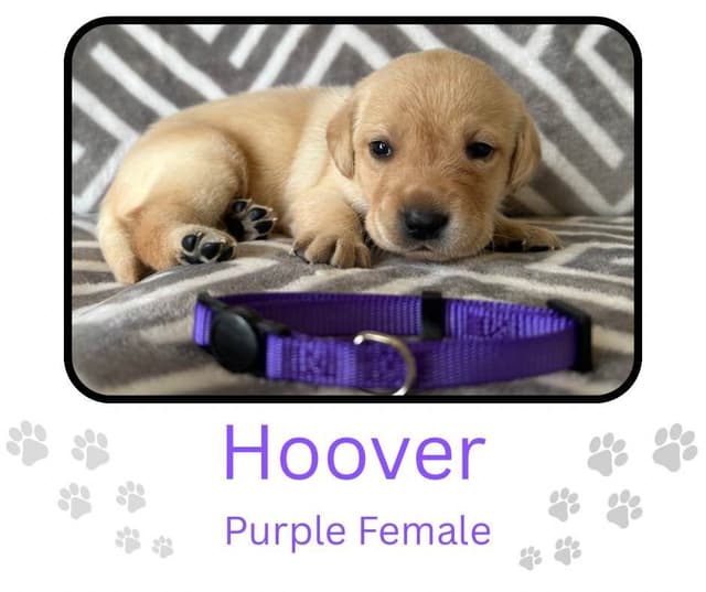 Labrador Retriever Puppies media 19