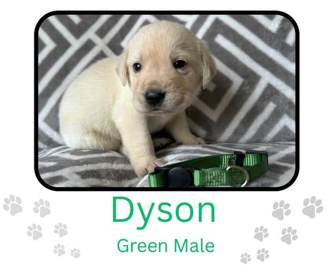 Labrador Retriever Puppies media 20