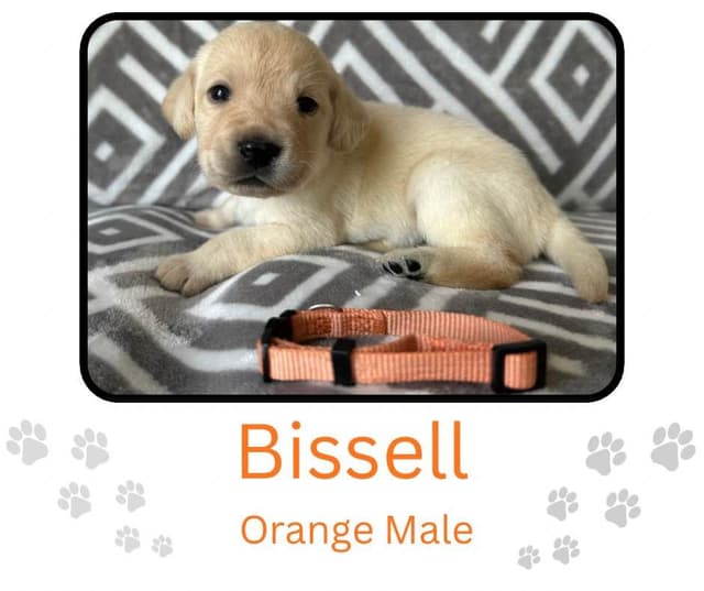 Labrador Retriever Puppies media 21